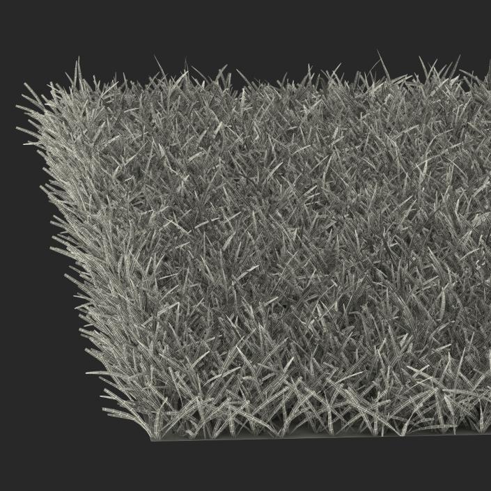 3D model Seashore Paspalum Warm Season Grass