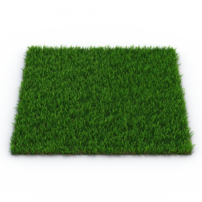 Zoysia Grass 3D