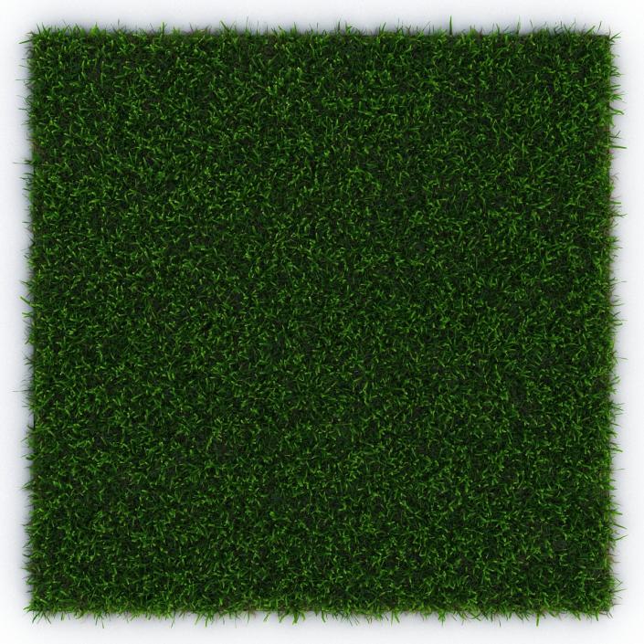 Zoysia Grass 3D