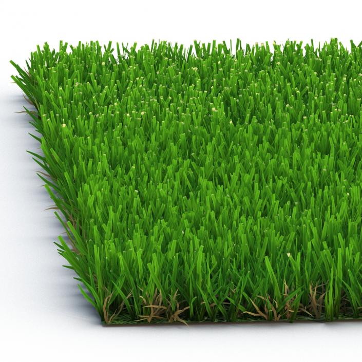 Zoysia Grass 3D