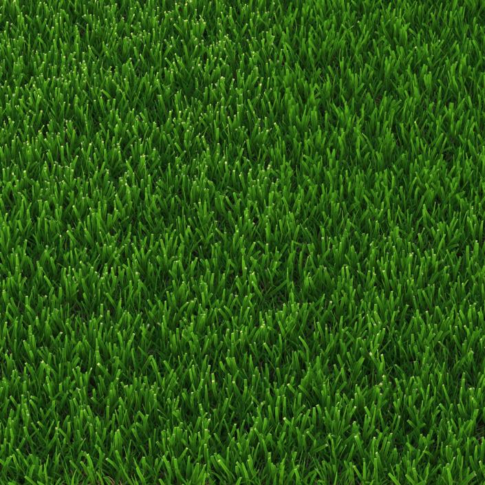 Zoysia Grass 3D