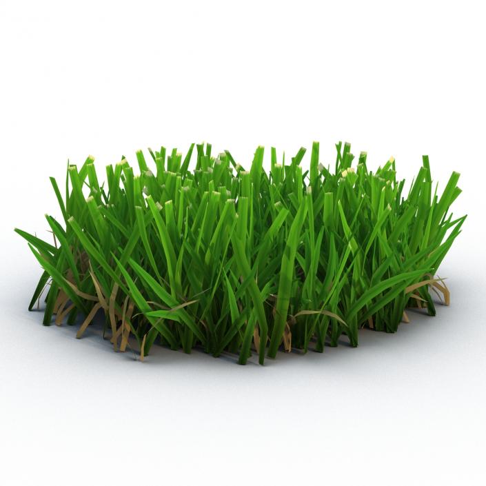 Grass 5 3D model