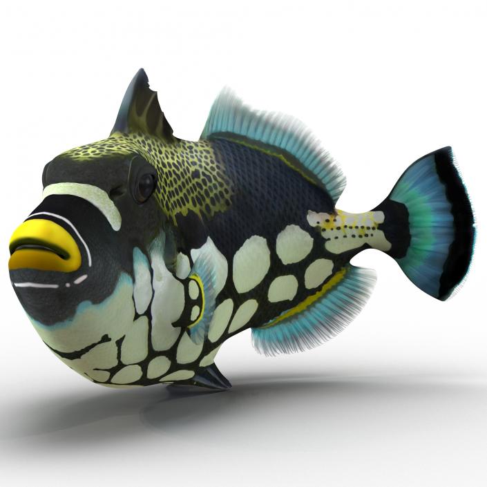 3D model Clown Trigger Fish Pose 2