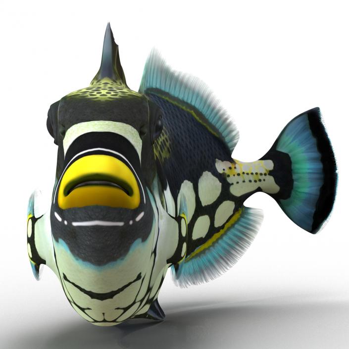 3D model Clown Trigger Fish Pose 2