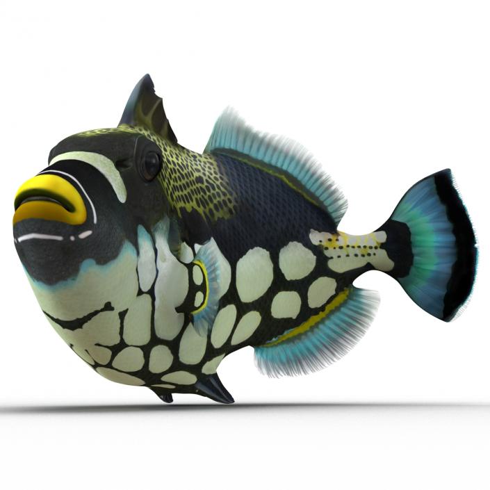 3D model Clown Trigger Fish Pose 2