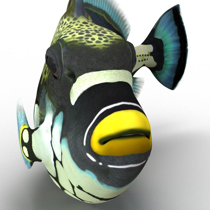 3D model Clown Trigger Fish Pose 2