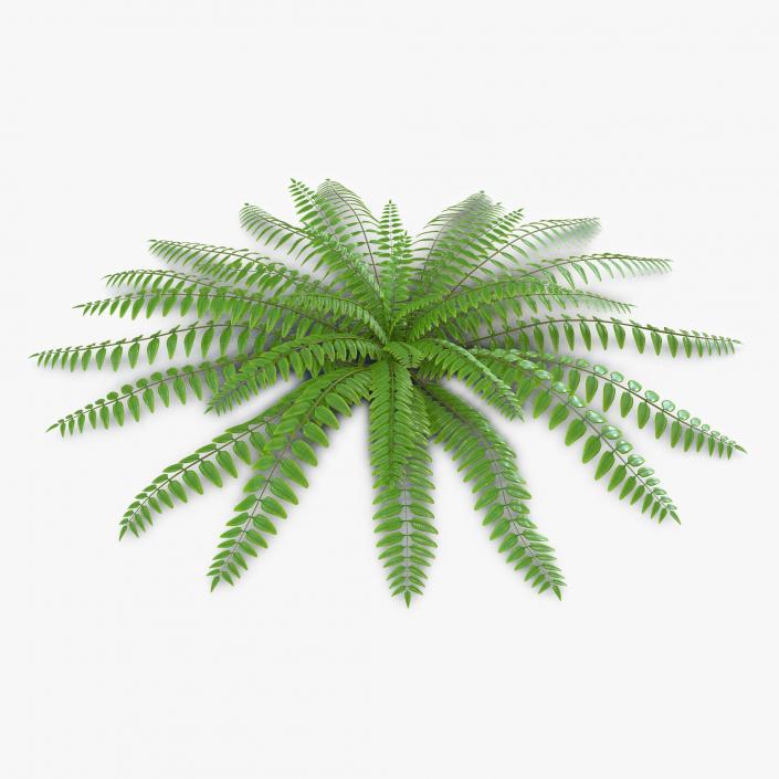 3D model Fern 2