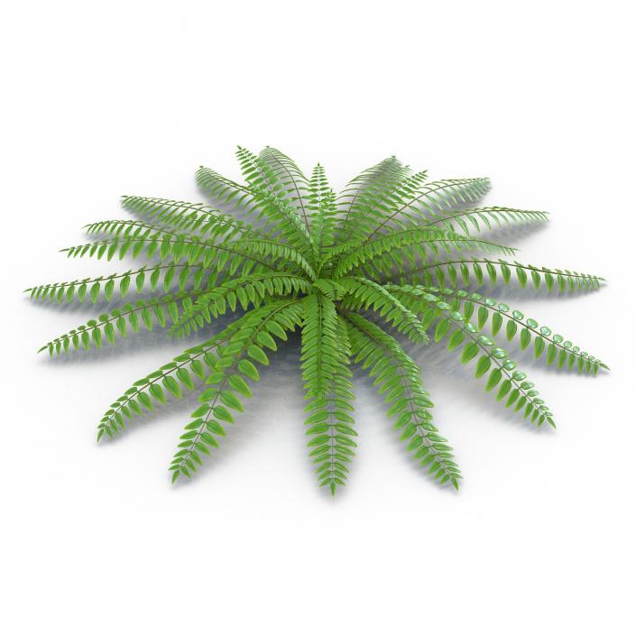 3D model Fern 2