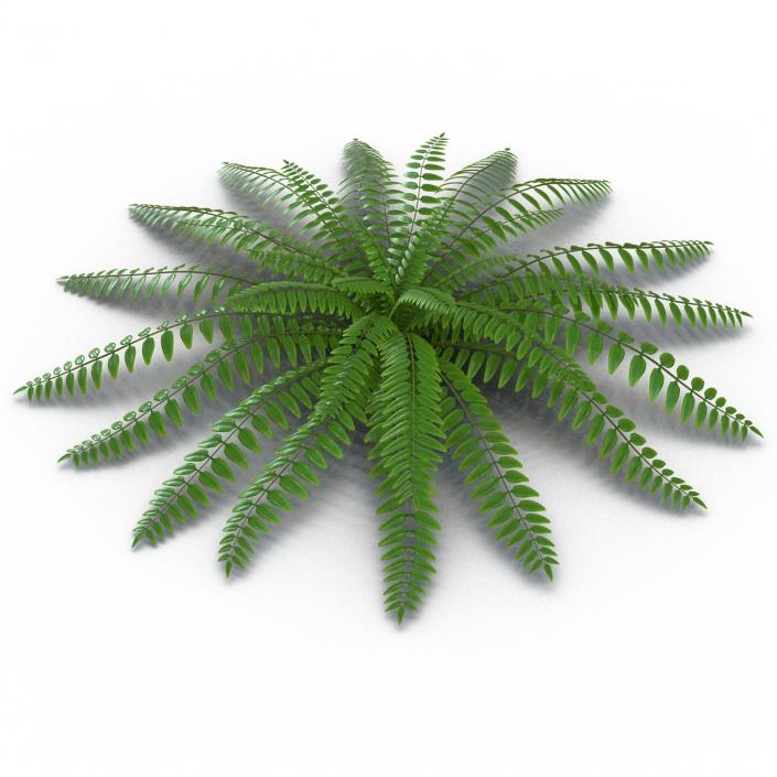 3D model Fern 2