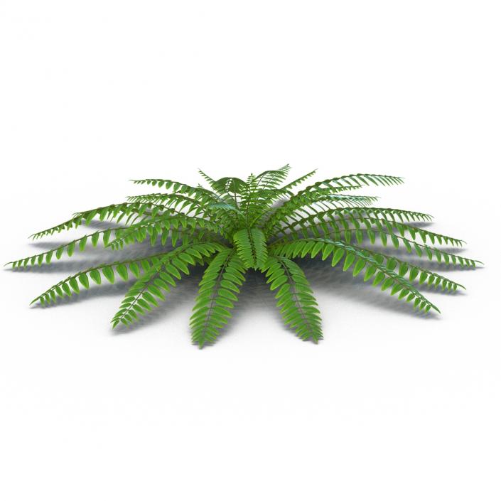 3D model Fern 2