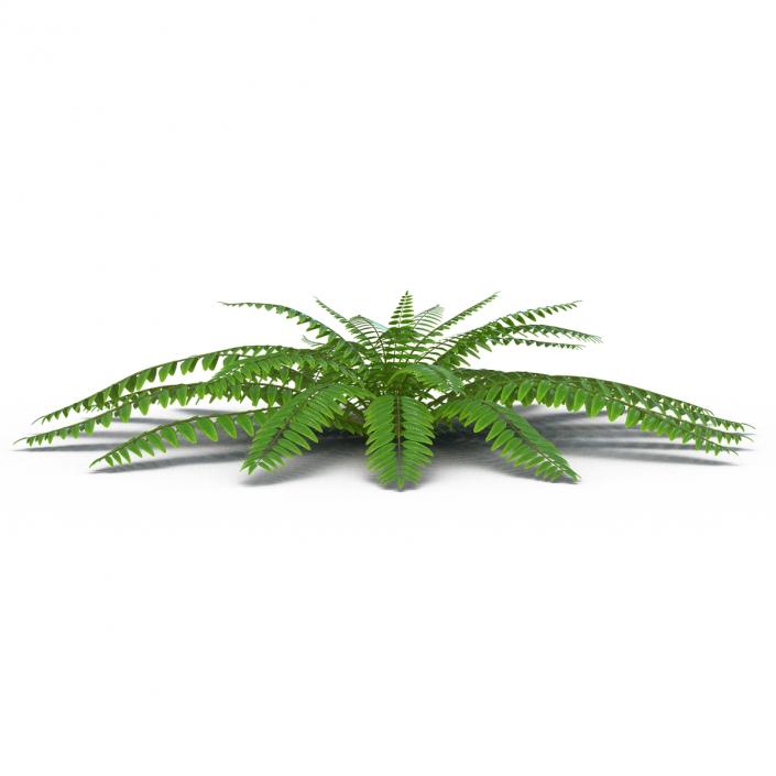 3D model Fern 2