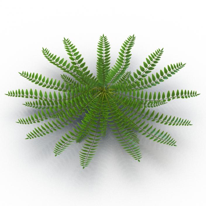 3D model Fern 2