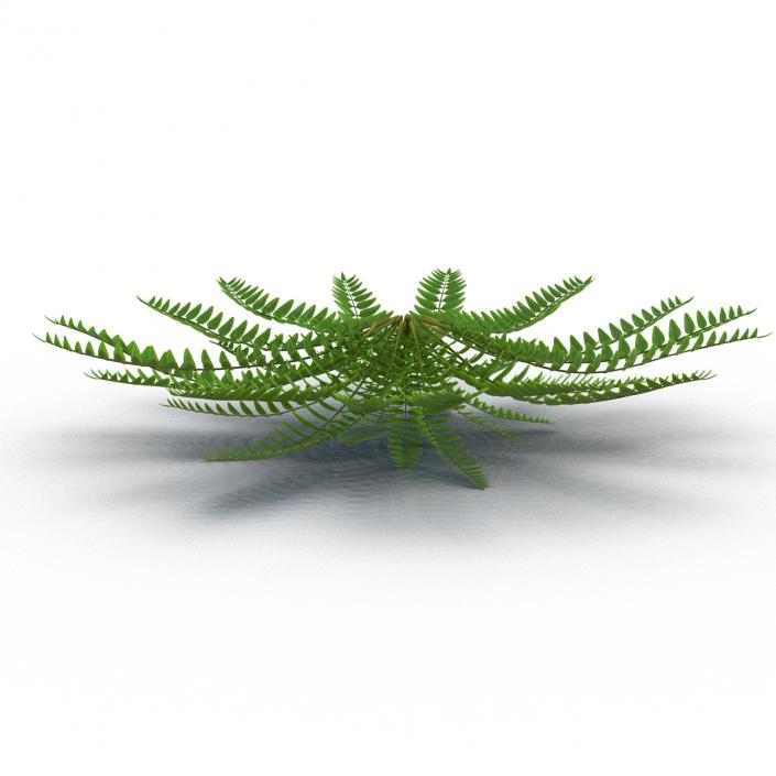 3D model Fern 2