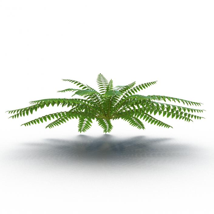 3D model Fern 2