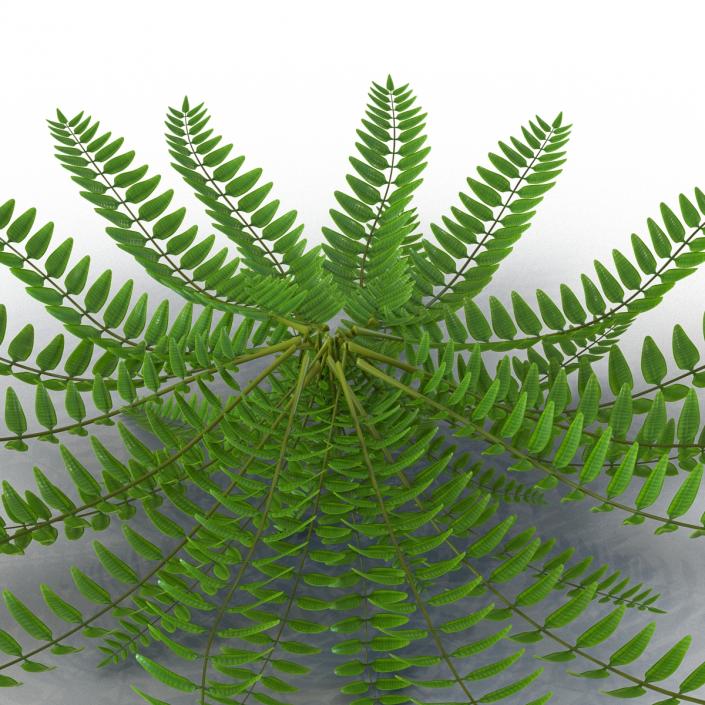 3D model Fern 2