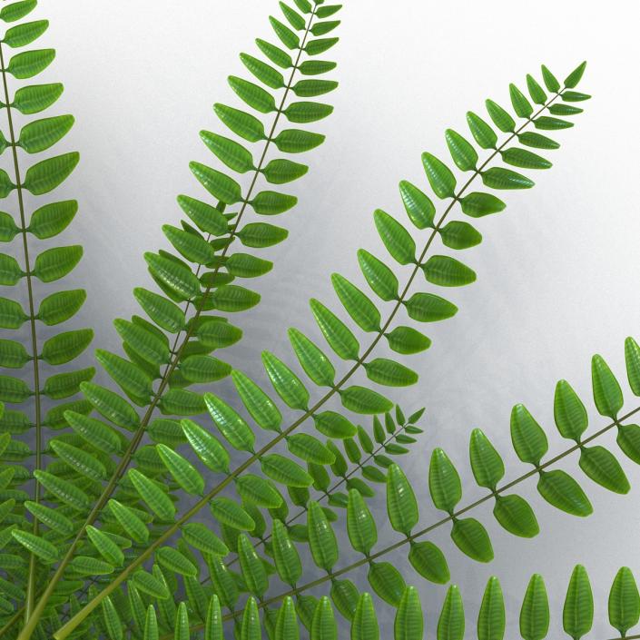 3D model Fern 2