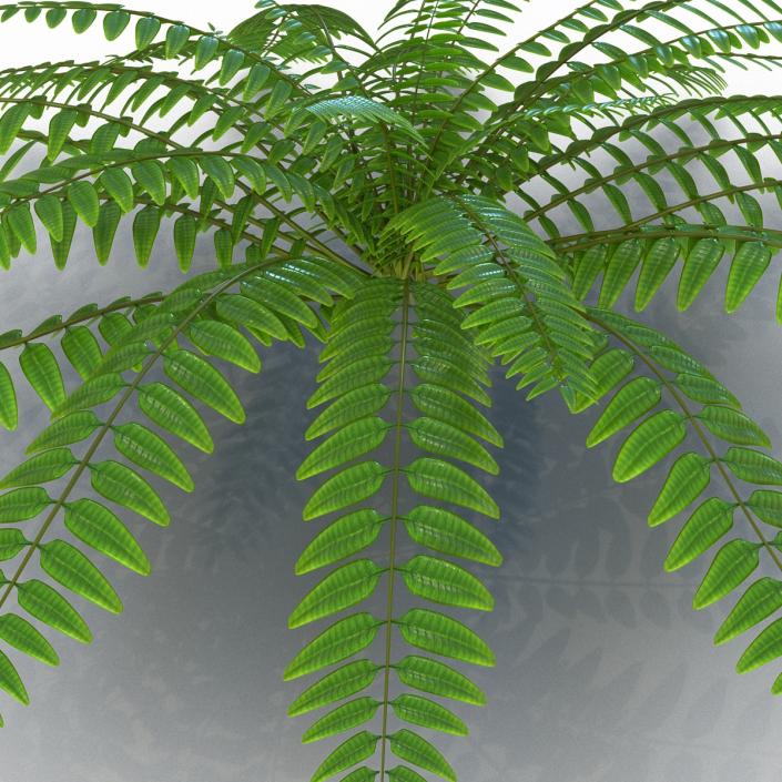 3D model Fern 2