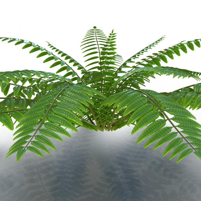 3D model Fern 2