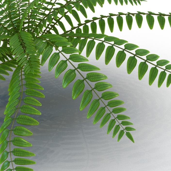 3D model Fern 2