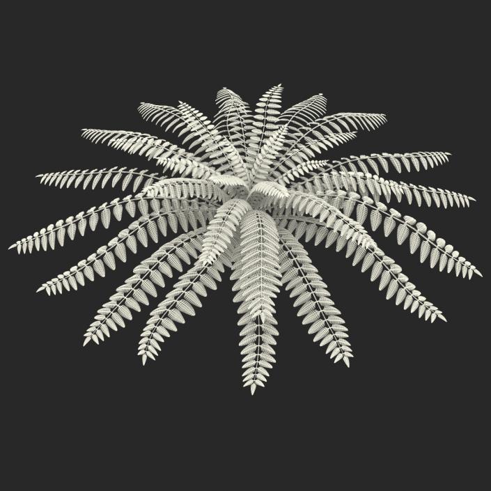 3D model Fern 2