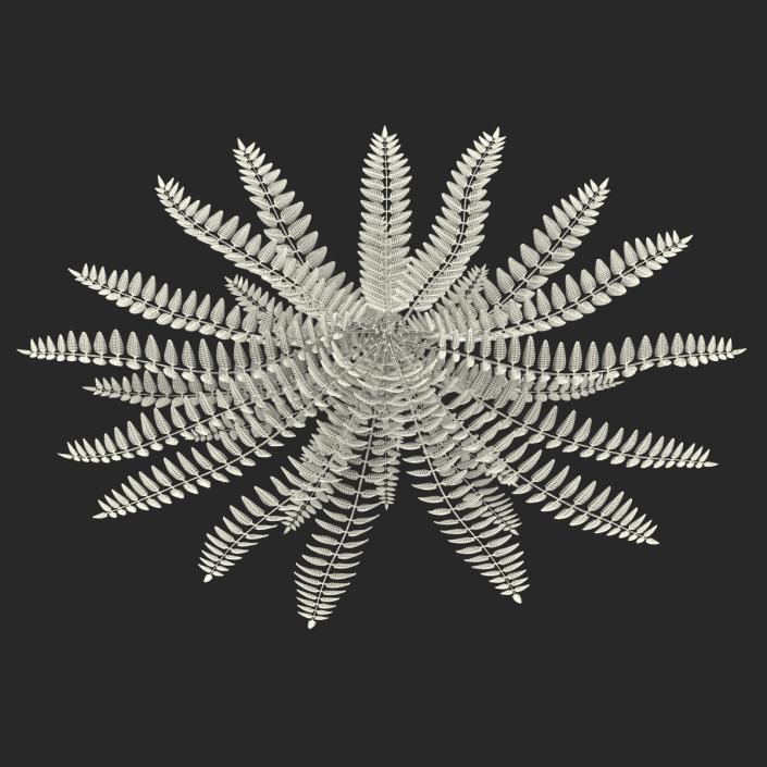 3D model Fern 2