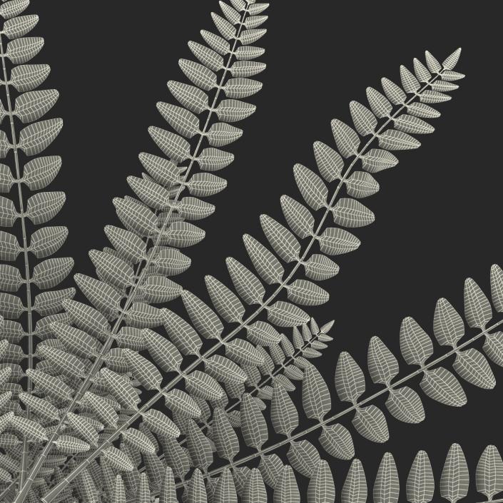 3D model Fern 2