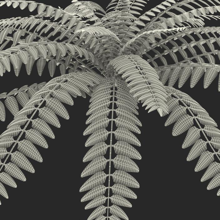 3D model Fern 2