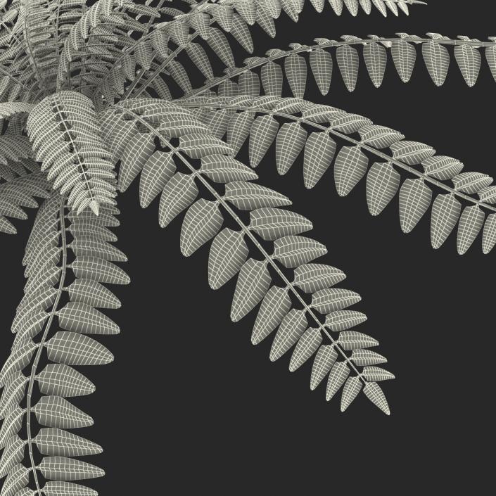 3D model Fern 2