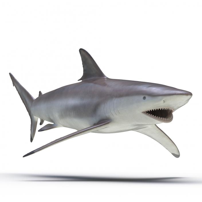 3D model Spinner Shark Rigged