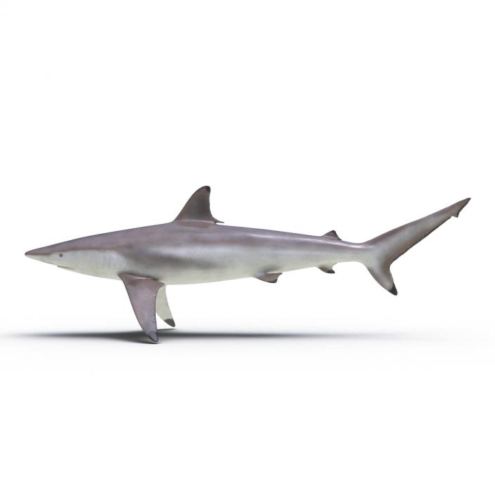 3D model Spinner Shark Rigged