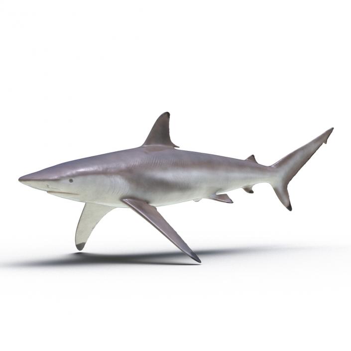 3D model Spinner Shark Rigged