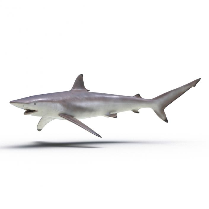 3D model Spinner Shark Rigged