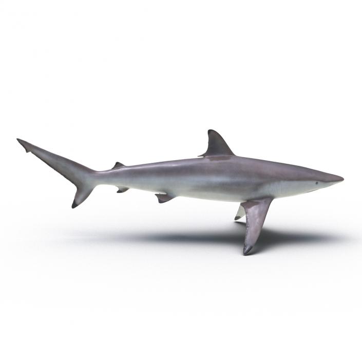 3D model Spinner Shark Rigged