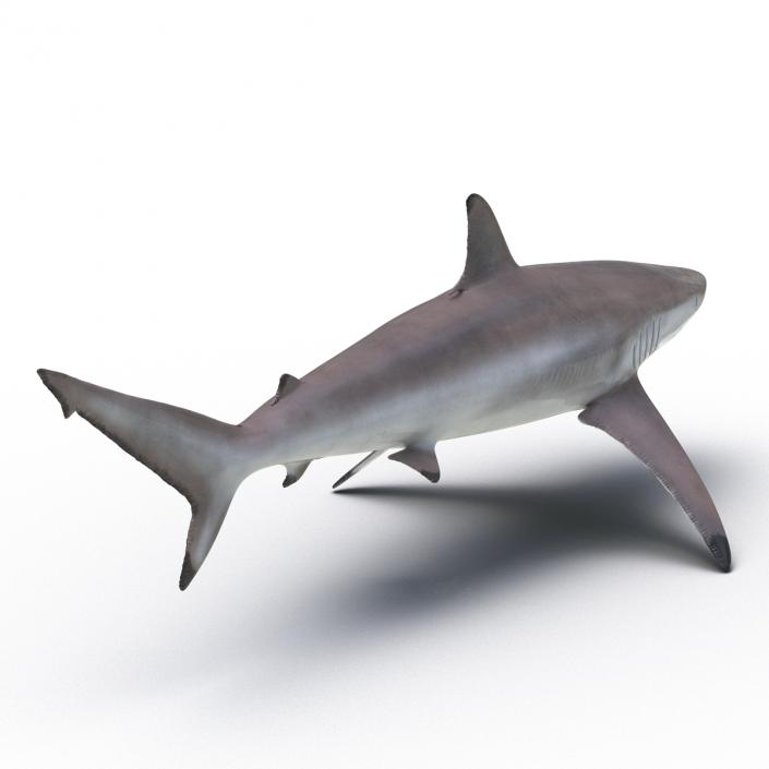 3D model Spinner Shark Rigged