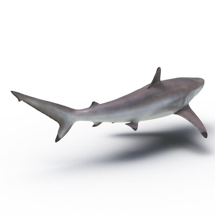 3D model Spinner Shark Rigged