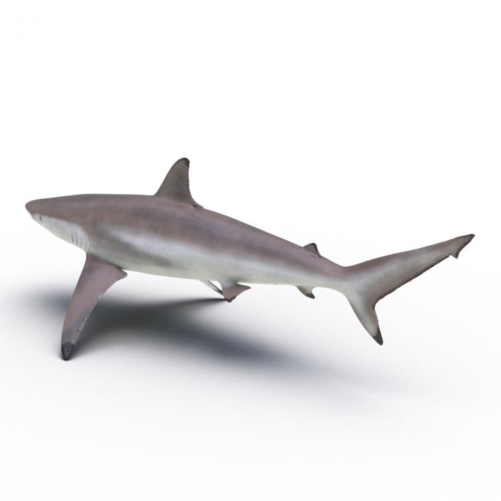 3D model Spinner Shark Rigged