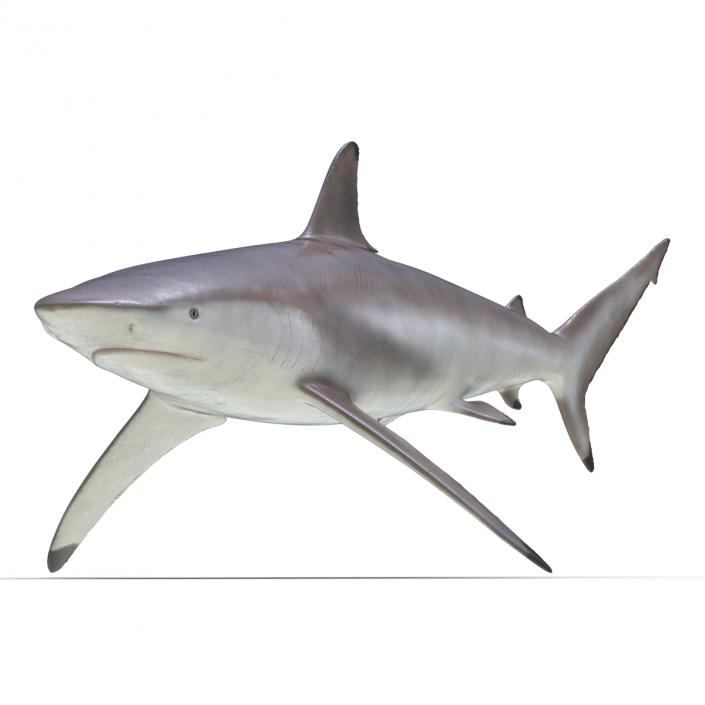 3D model Spinner Shark Rigged