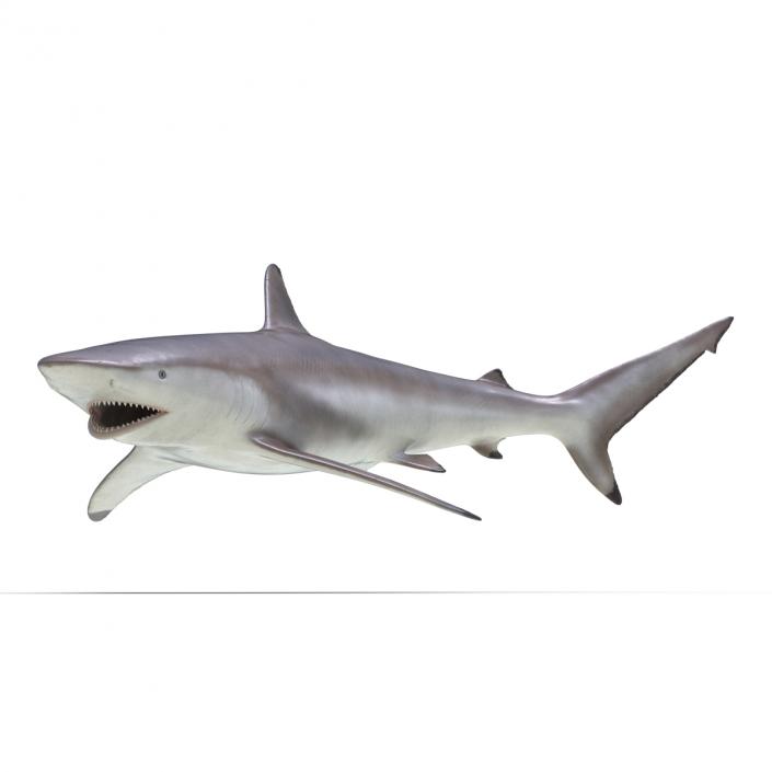 3D model Spinner Shark Rigged