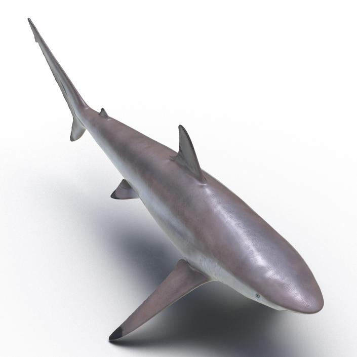 3D model Spinner Shark Rigged