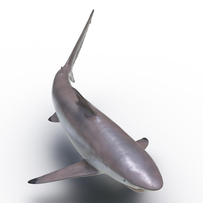 3D model Spinner Shark Rigged