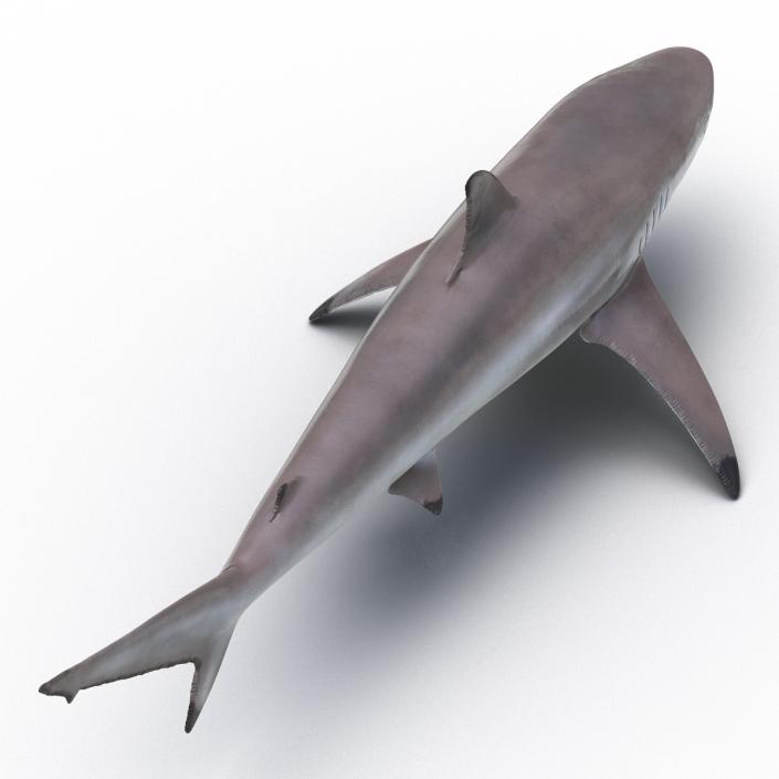 3D model Spinner Shark Rigged