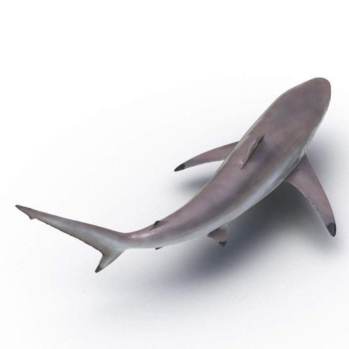 3D model Spinner Shark Rigged