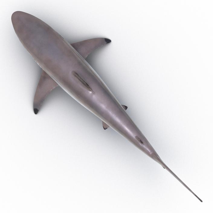 3D model Spinner Shark Rigged