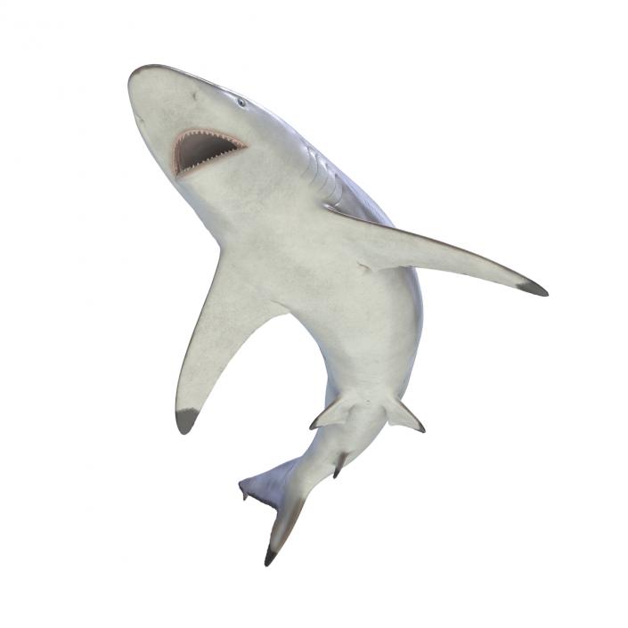 3D model Spinner Shark Rigged