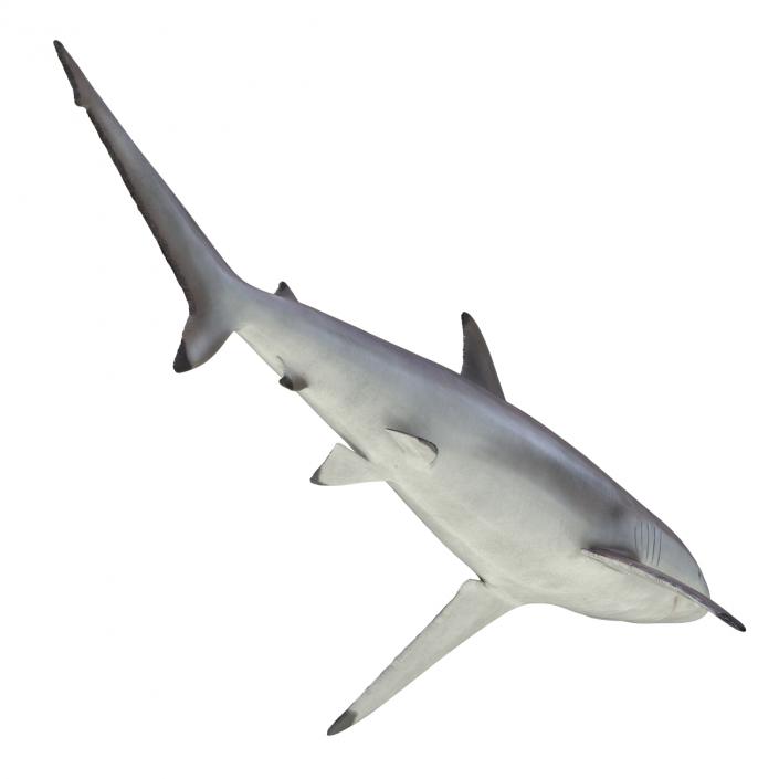 3D model Spinner Shark Rigged