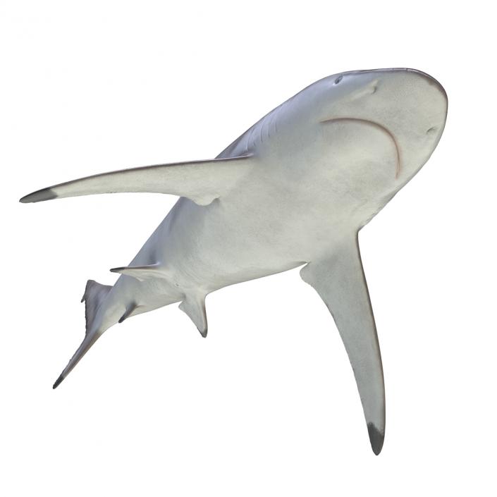 3D model Spinner Shark Rigged