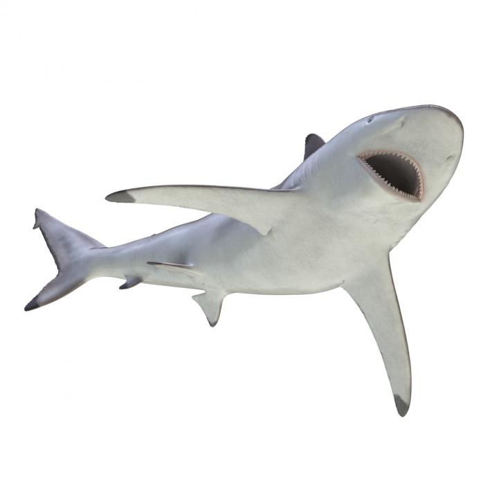 3D model Spinner Shark Rigged