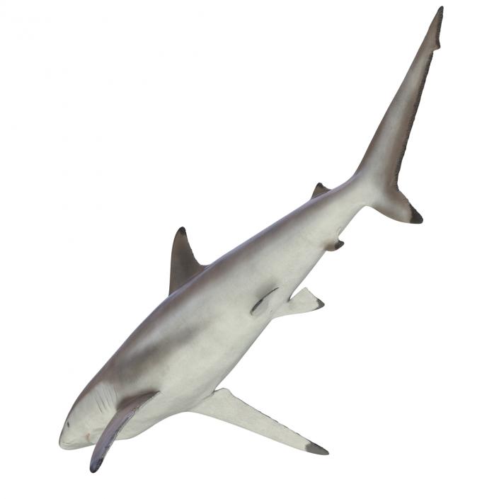 3D model Spinner Shark Rigged