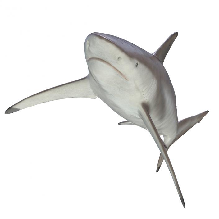 3D model Spinner Shark Rigged