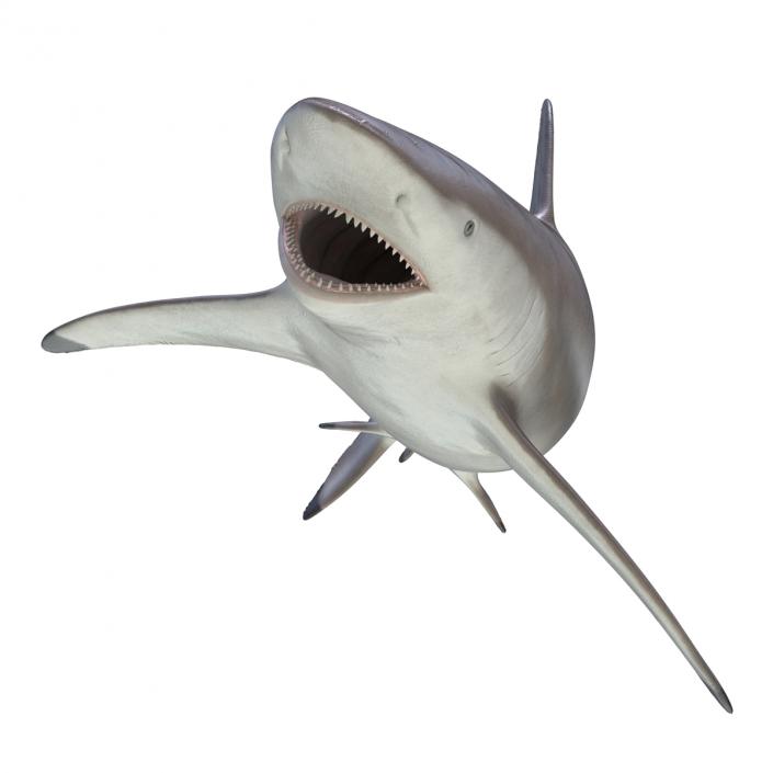 3D model Spinner Shark Rigged